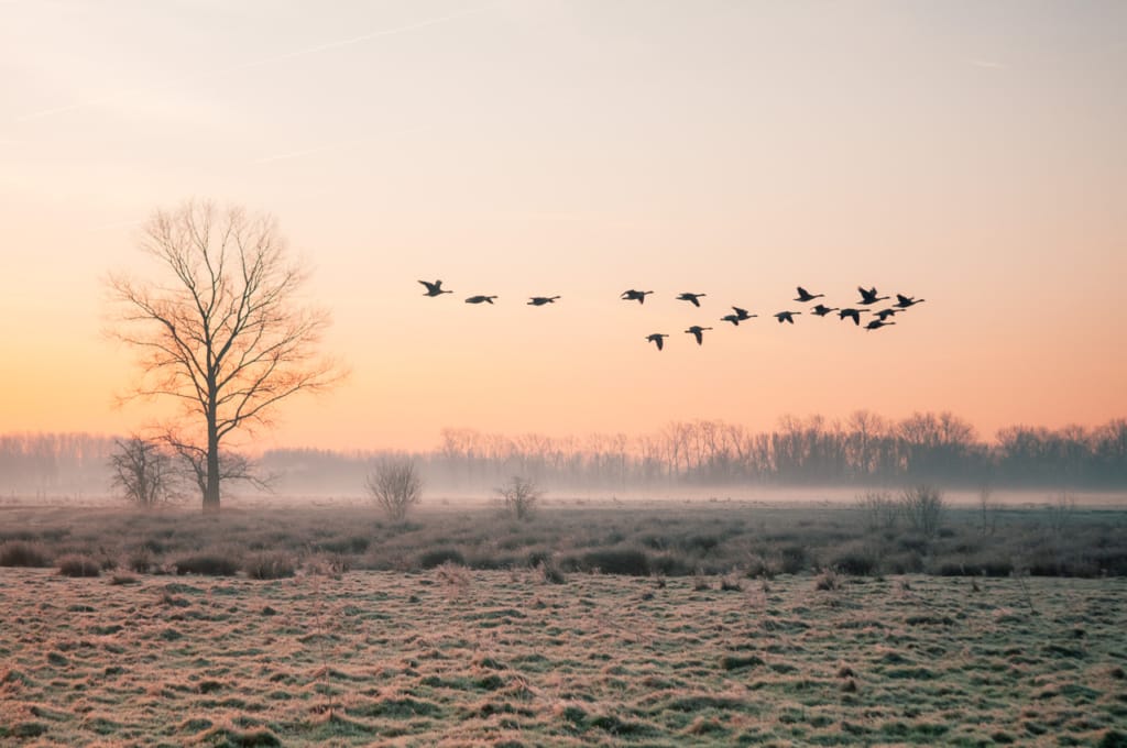 Ief 120115 Bourgoyen 0205