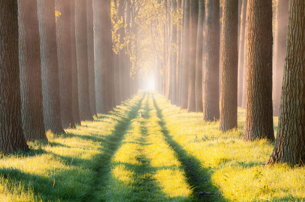 Two Rows Of Poplars