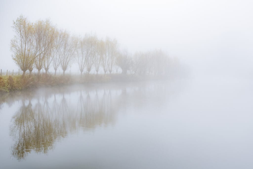 Willows Row In The Fog
