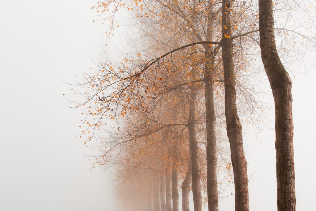 Ief 151102 Moervaart Wachtebeke 6623