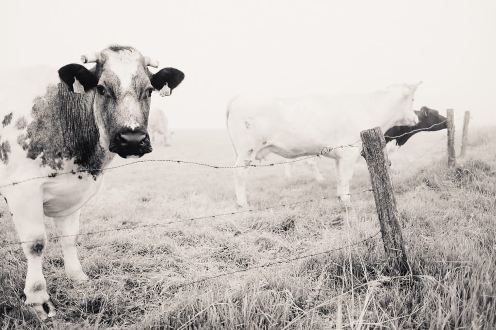 Ief 160605 Oude Kale Vallei 0019