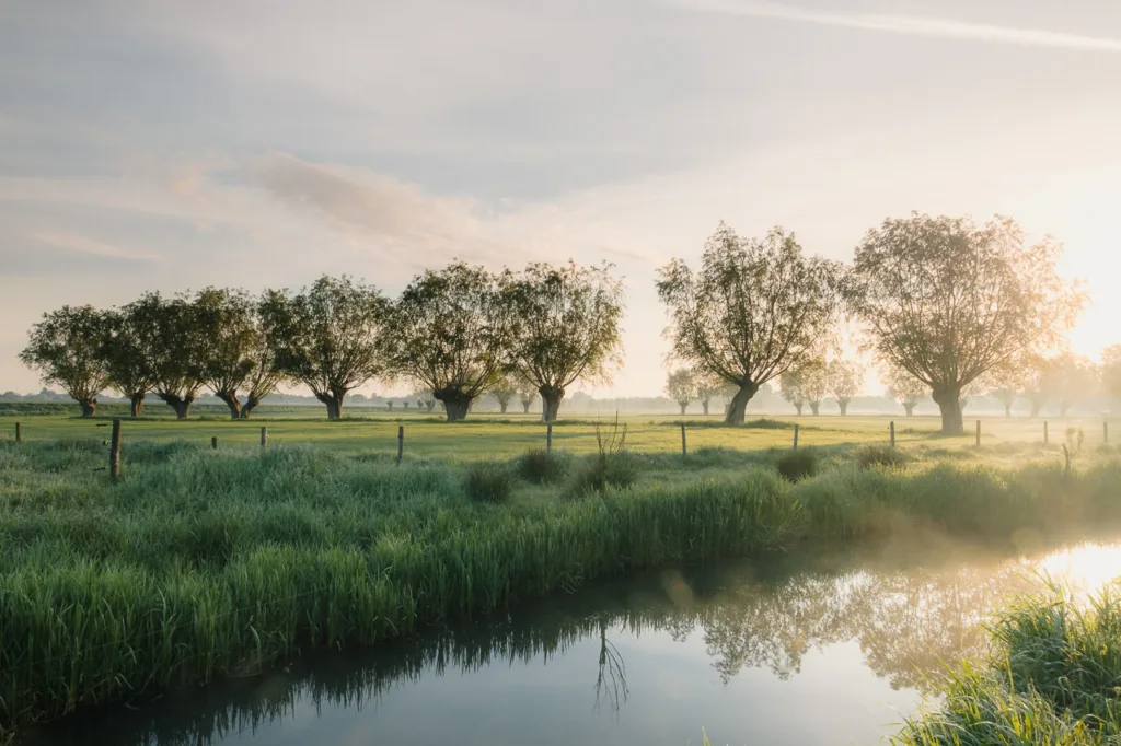 Old Pollard Willows