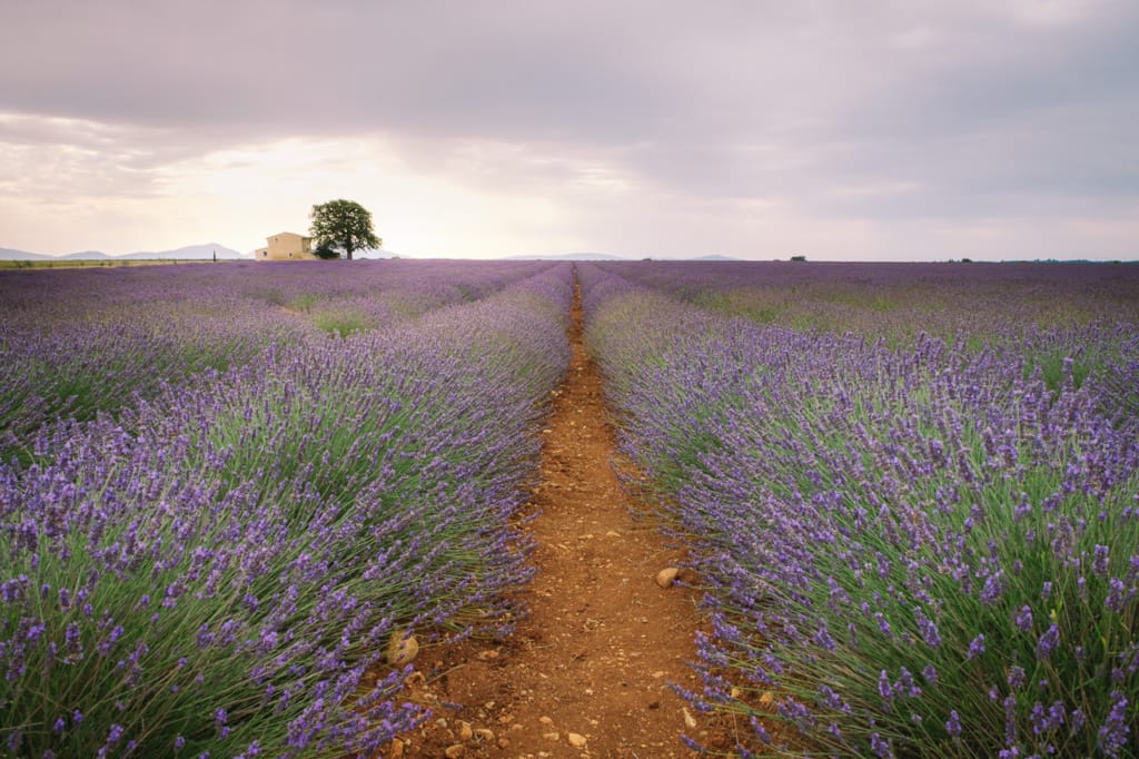 Ief 170709 Valensole 5790