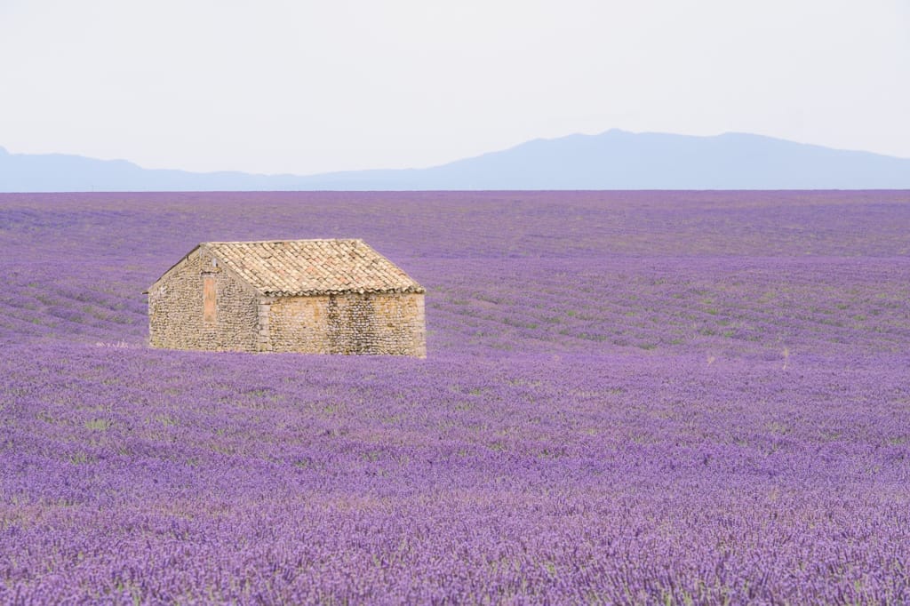 Ief 170709 Valensole 5823