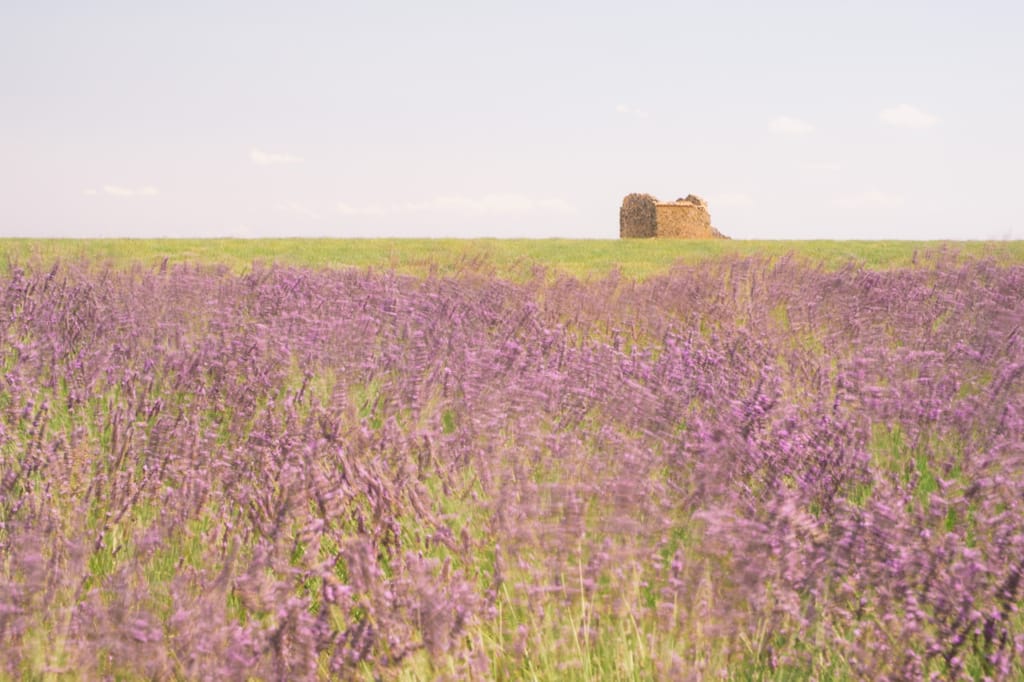 Ief 170709 Valensole 5847