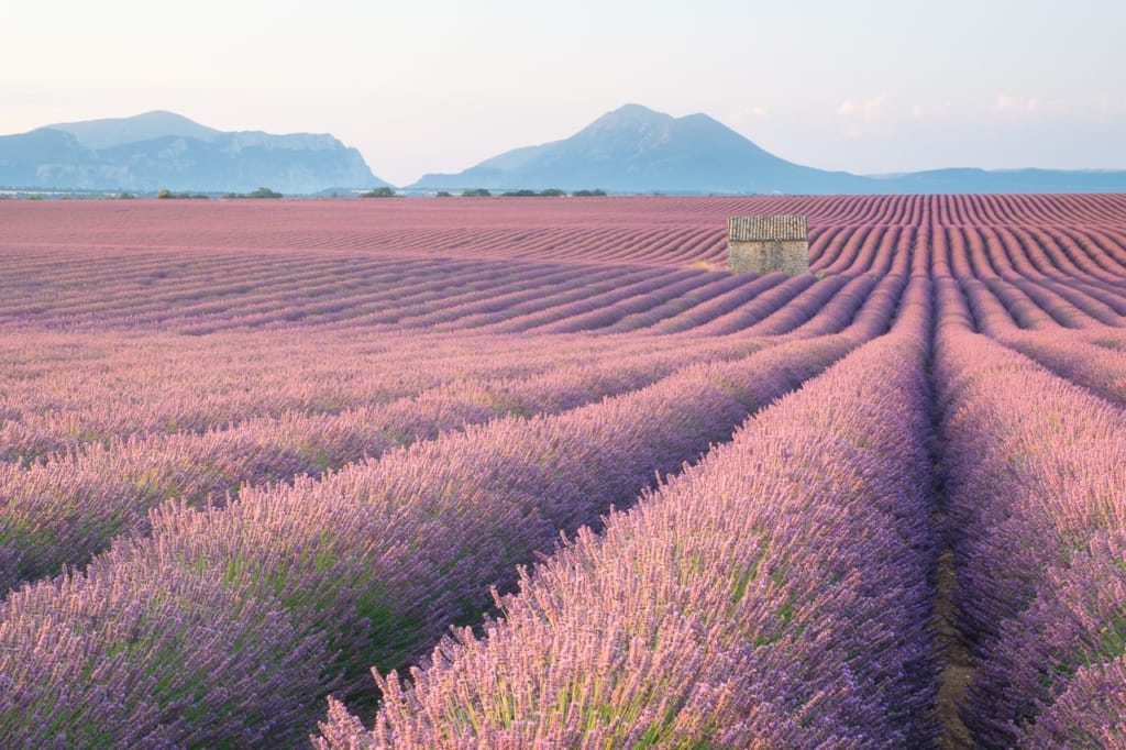 Ief 170711 Valensole 6113