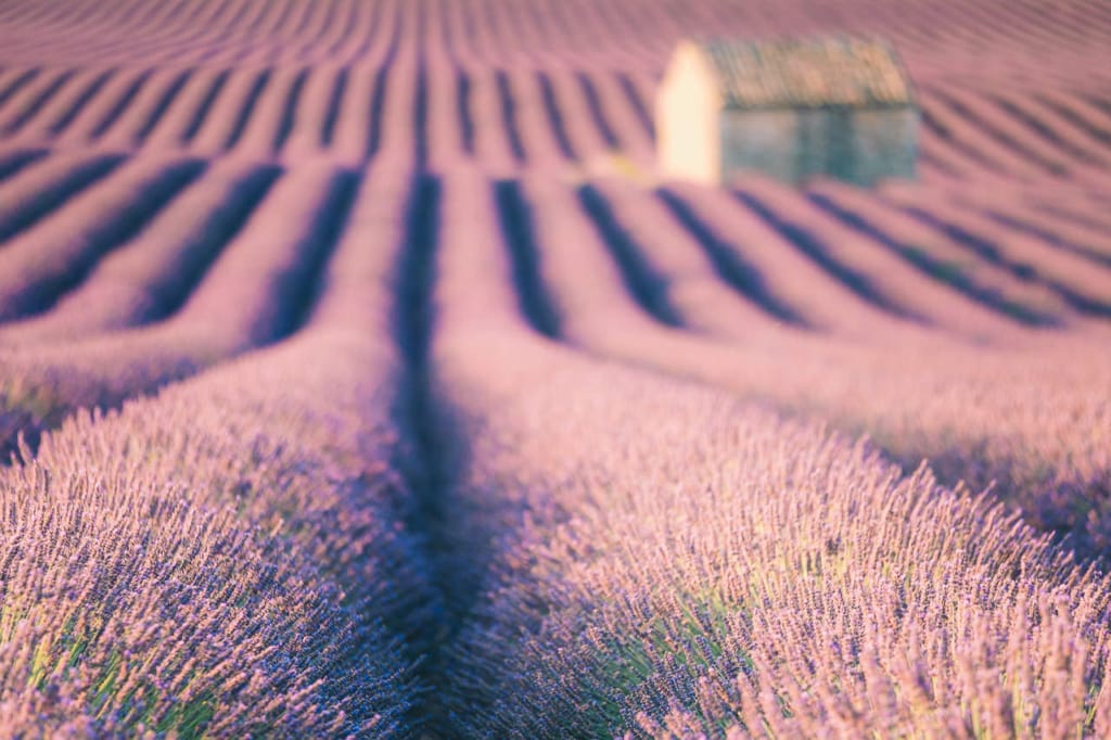 Ief 170711 Valensole 6126