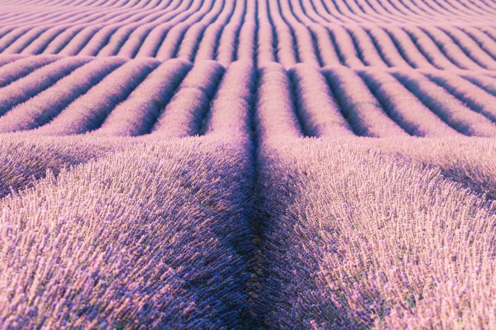 Ief 170711 Valensole 6131