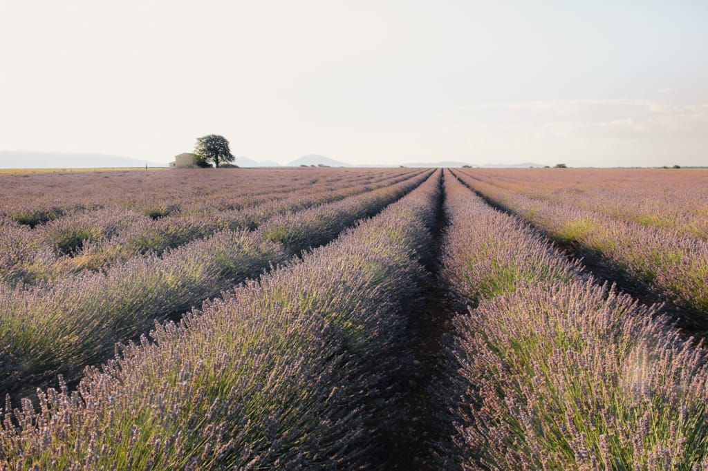 Ief 170711 Valensole 6163