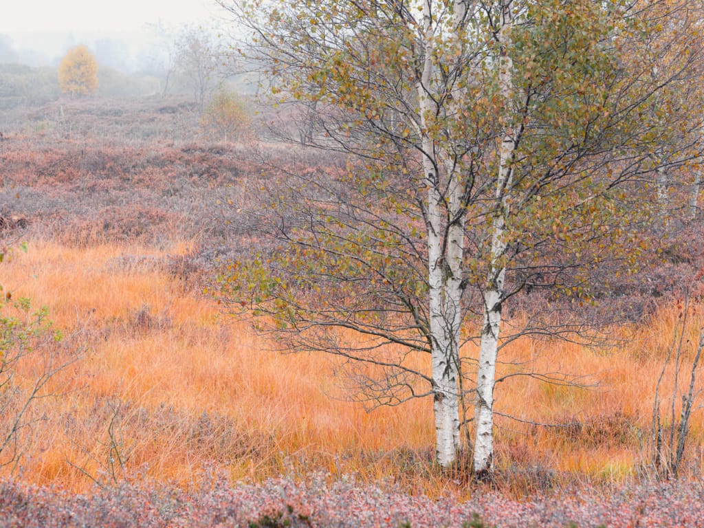 Ief 201018 Hoge Venen 0796