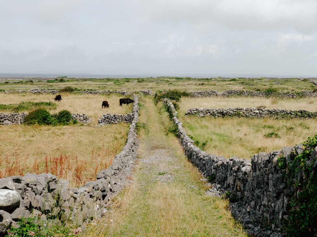 Ief 240725 Ierland 2679