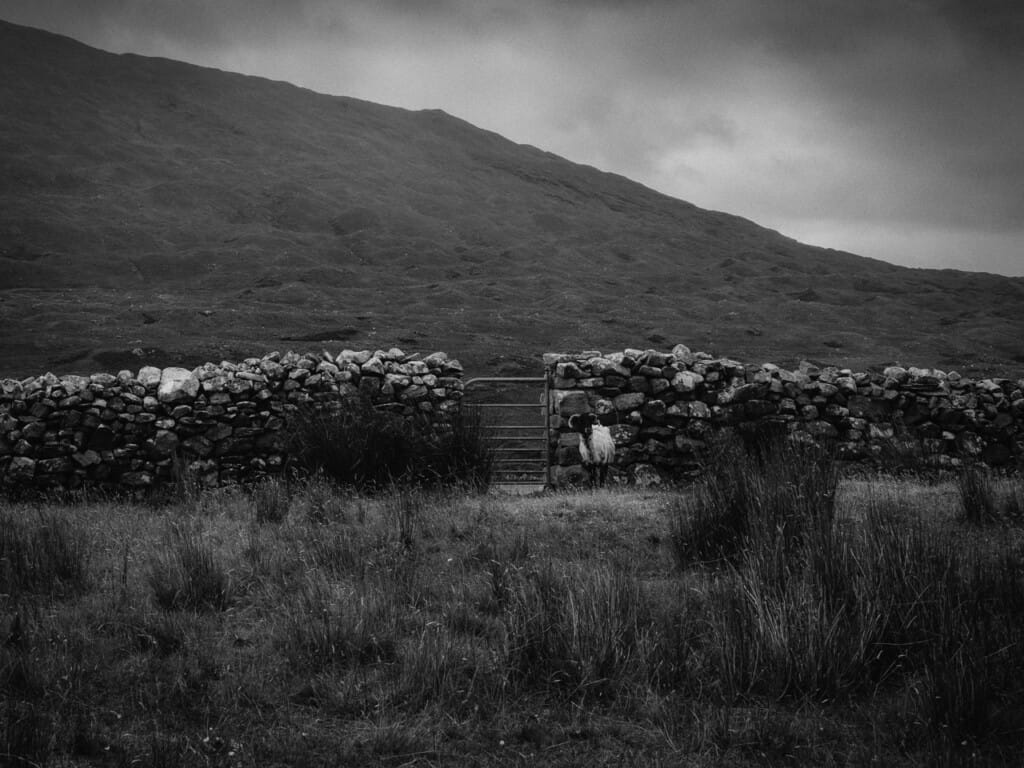 Ief 240727 Ierland 2874