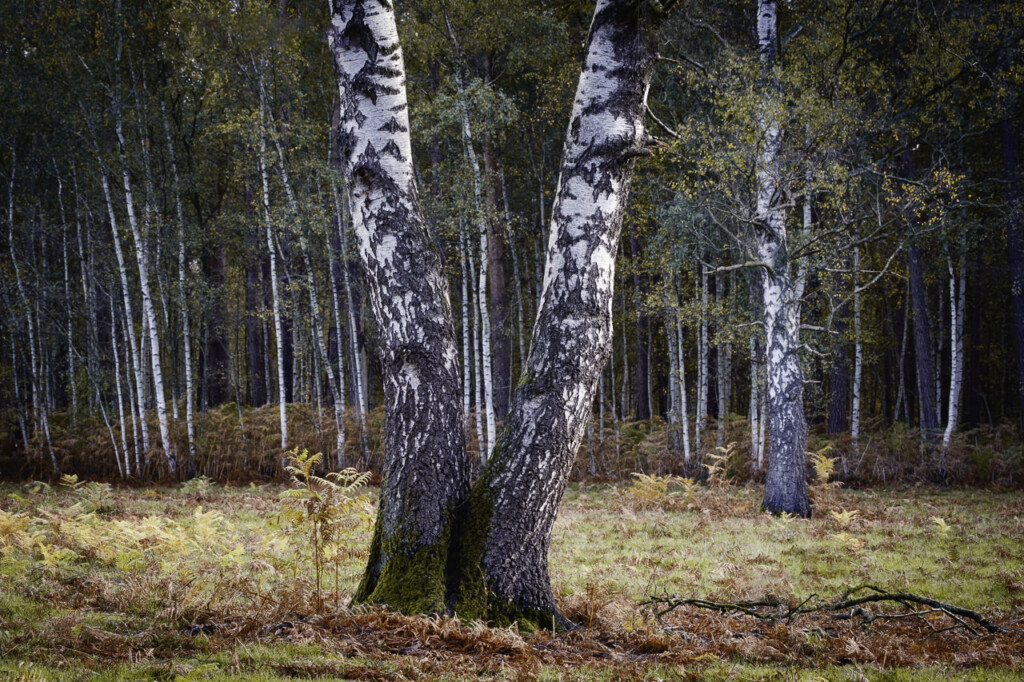 Ief 251102 heidebos 9851