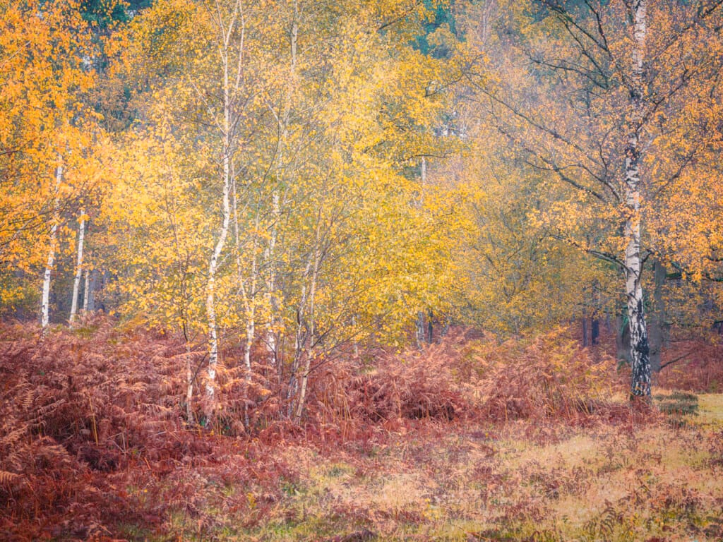 Ief 251116 heidebos 4118 Edit